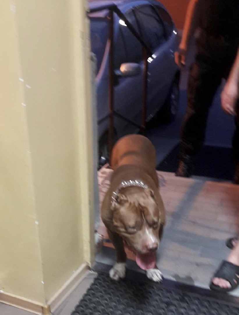 Pies rasy Amstaff, błąkał się po ulicach miasta- Czworonoga odłowiono i umieszczono w schronisku dla zwiarząt.
