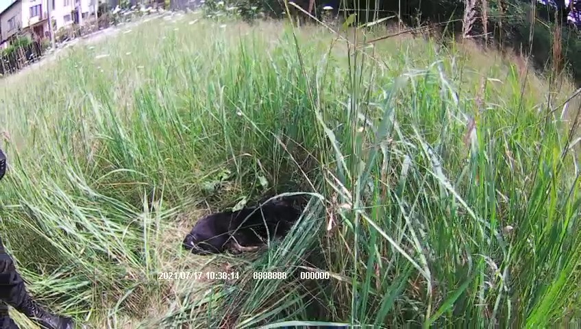 Poraniony i spragniony pies leżący w trawie