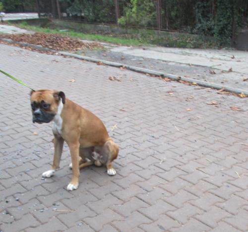 Przy ul. Piotra Skargi przebywa pies rasy Bokser bez opieki - interwencja SM.
